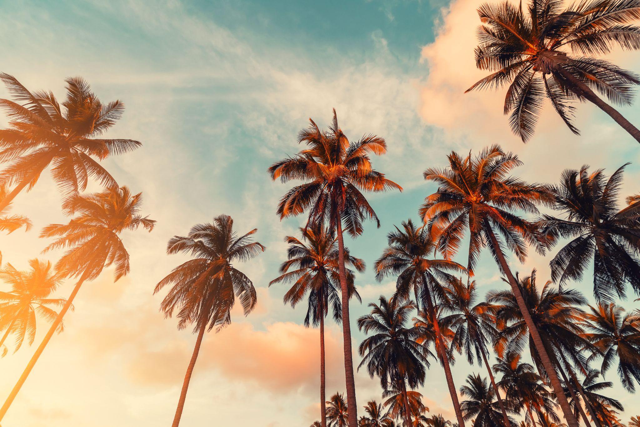 Tropical palm tree with sun light on sky background.