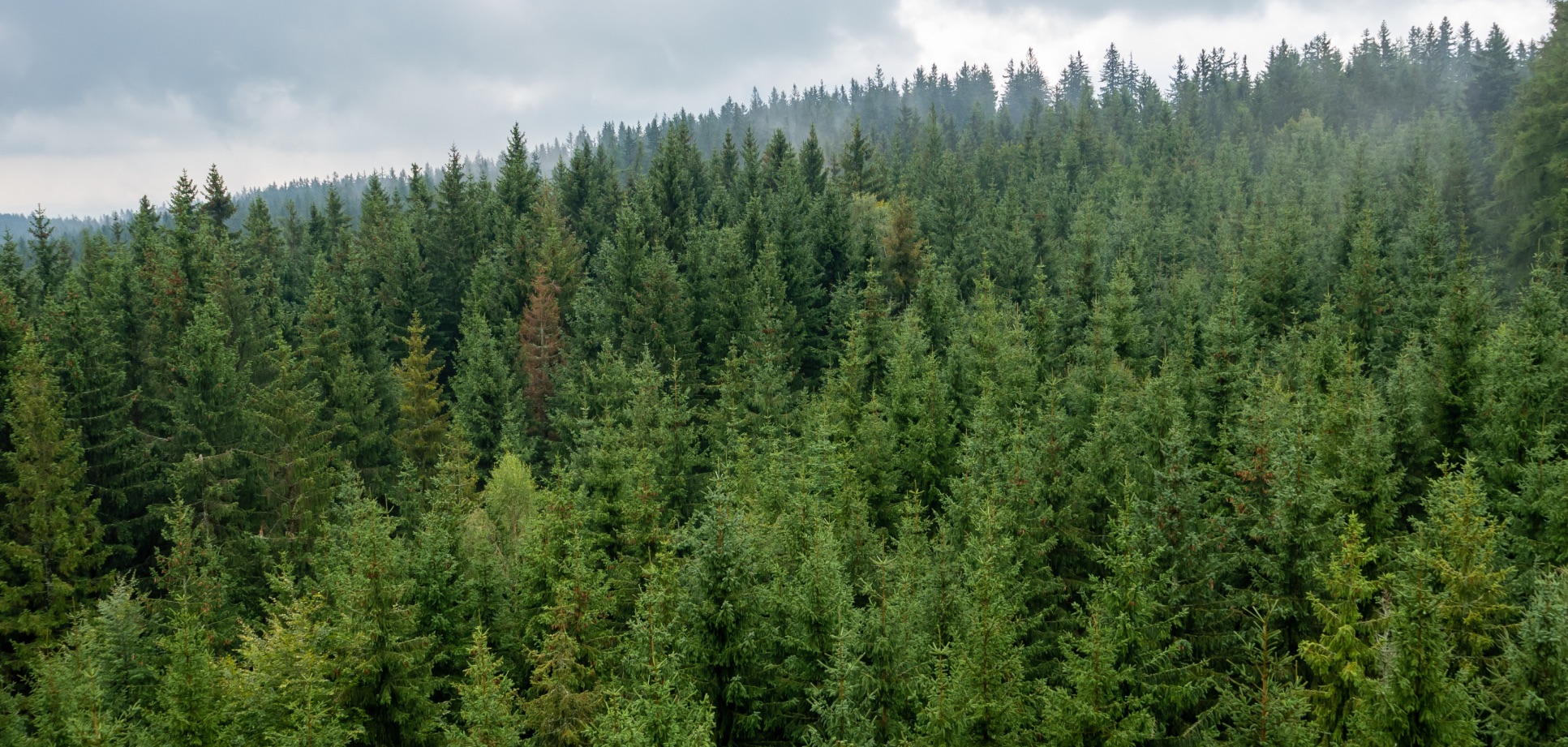 dense forest filled with numerous trees under a cloudy sky