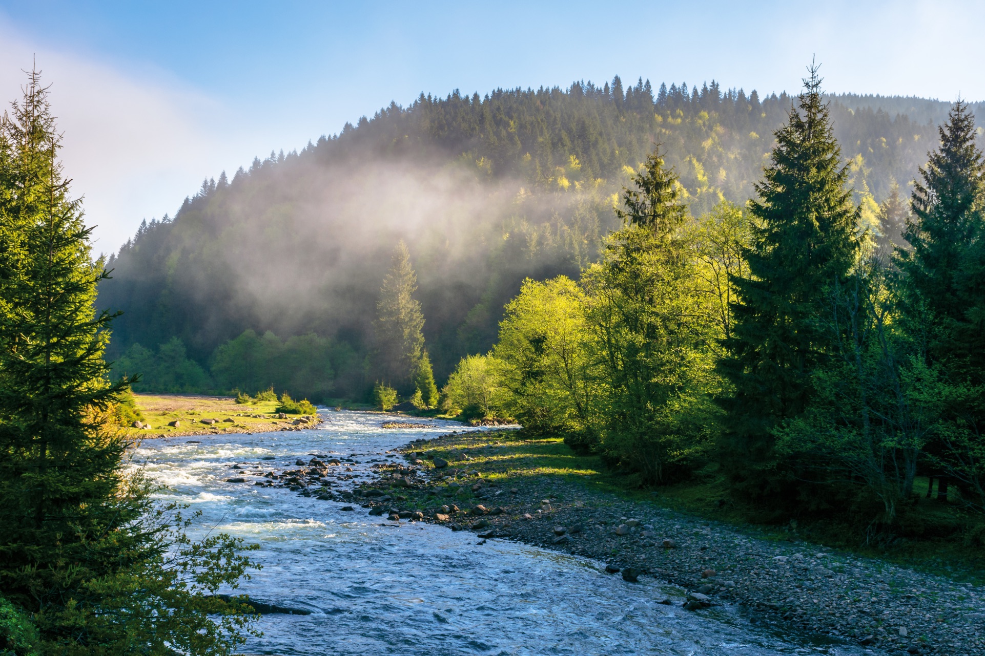 serene river flowing through a lush forest