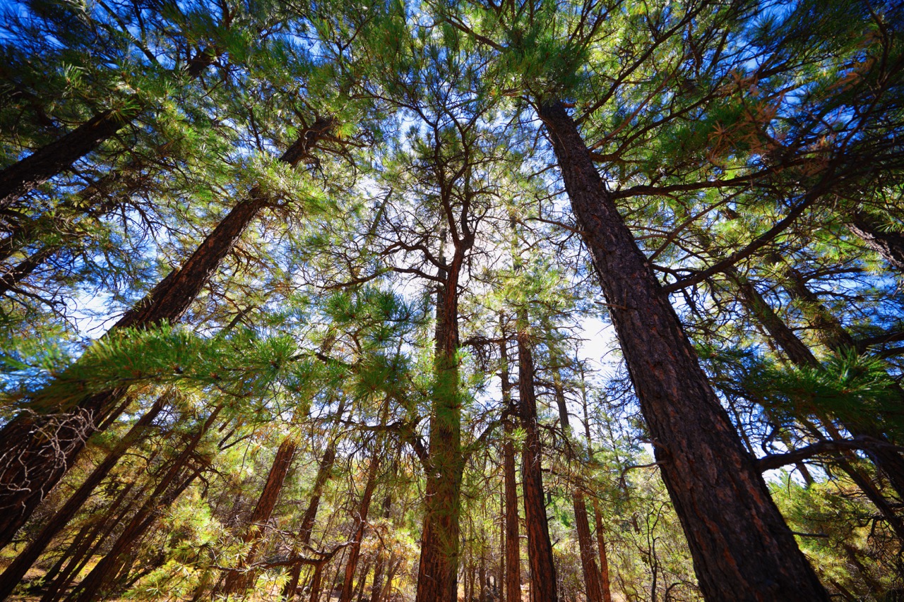 tranquil view of towering pine trees in a dense forest